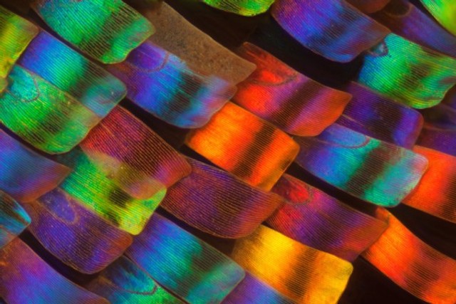 Butterfly wing Patterns